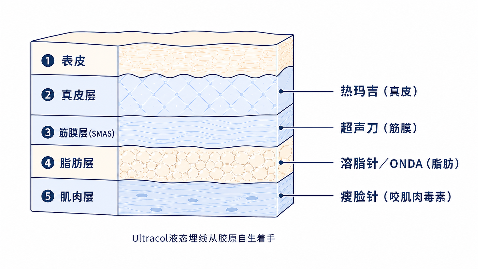 皮肤的作用层