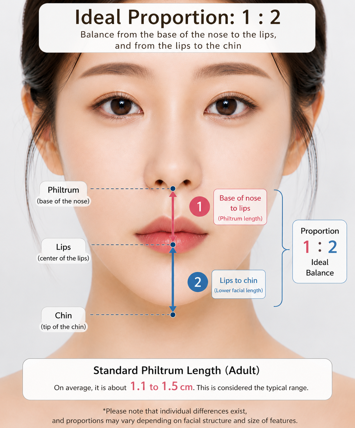 a diagram showing the ideal 1-to-2 ratio of the philtrum to the lower facea diagram showing the ideal 1-to-2 ratio of the philtrum to the lower face